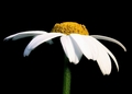 Marguerite